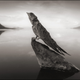 Imagen para el artículo titulado Natrón, el espeluznante lago africano que petrifica a sus víctimas